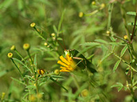 Fork-tailed bush katydid - Scudderia furcata