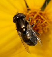 Flower fly - Eristalinus aenus