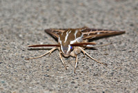 White-lined sphinx -Hyles lineata