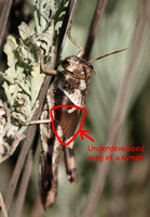 Wing buds of immature Gray bird grasshopper -Shcistocera nitens