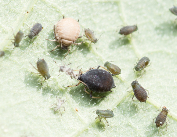 Melon aphid - Aphis gossypii 'mummies' after being parasitized