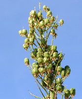 Chaparral Yucca - Hesperoyucca whipplei