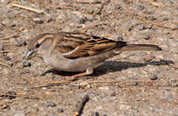 House Sparrow - Passer domesticus (female)