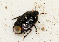 Burrowing bugs - Unidentified spp.