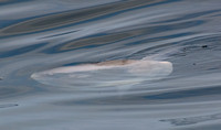 Ocean sunfish - Mola mola