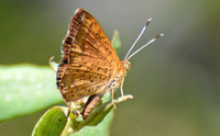 PV Butterfly Count July 6, 2014