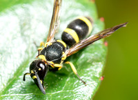 Mason wasp 4 - Parancistrocerus declivatus