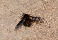 Bee fly 4 - Bombylius sp.