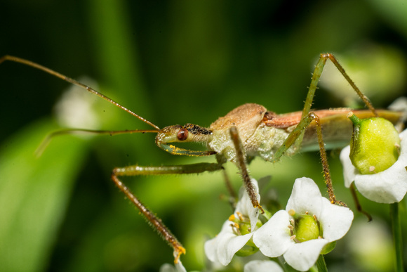 Leafhopper assassin bug - Zelus renardii
