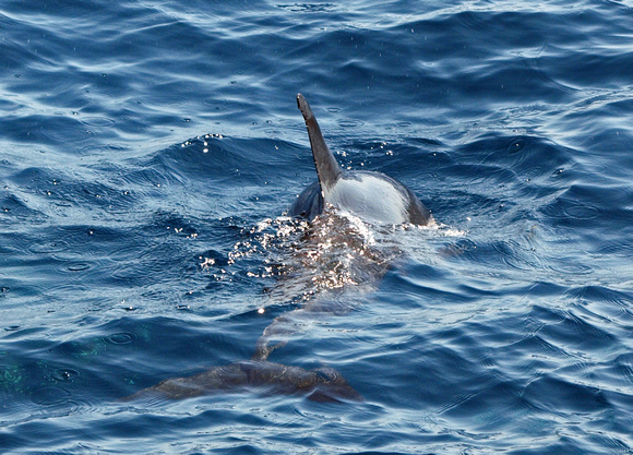 Long-beaked common dolphin - Delphinus capensis