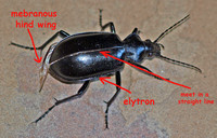 Elytron - hard sheath - Ground beetle - Calosoma sp.