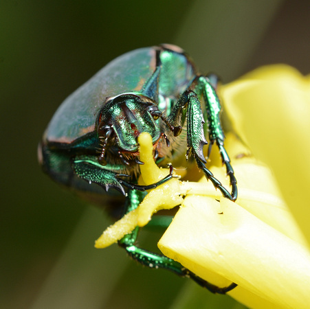 Fig-eater beetle - Cotinis mutabilis