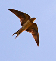 Barn Swallow - Hirundo rustica (female)
