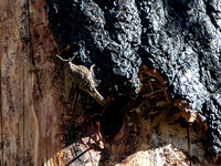 Brown Creeper - Certhia americana