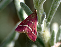 Crambid moth 2 - Pyrausta volupialis