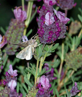 Looper moth - Autographa sp.
