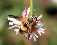 Mason wasp 3 - Euodynerus sp.