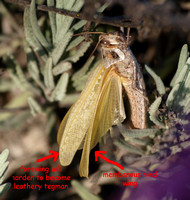 Membanous hindwing of Gray bird grasshopper -Shcistocera nitens