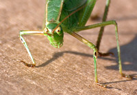 Ambulatory: Walking legs - Fork-tailed bush katydid - Scudderia furcata