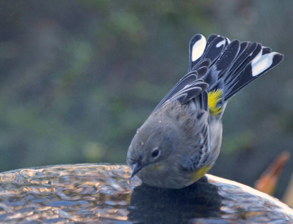 Yellow-rumped Warbler Warbler - Setophaga coronata
