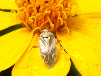Plant bug 3 - Lygus sp.