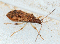 Dirt-colored seed bug - Ozophora occidentalis