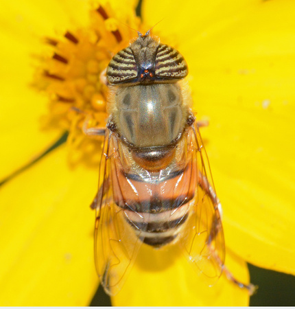 Stripe-eyed flower fly - Eristalinus taeniops