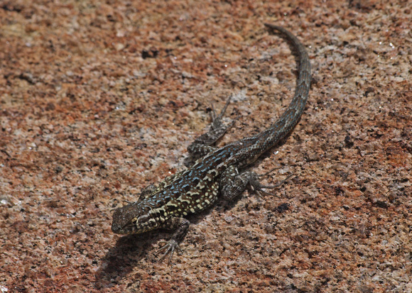 Side-blotched lizard - Uta stansburiana