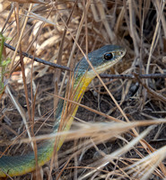 Western Yellow-bellied Racer - Coluber constrictor ssp. mormon