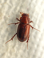Scarab Beetle - Aphodius pseudolividus