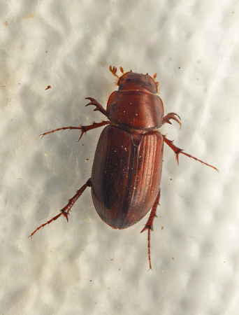 Scarab Beetle - Aphodius pseudolividus ?