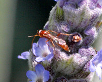 Ichneumon wasp 5  -  Unidentified sp.