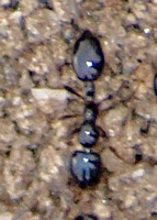 Minute black ant - Monomorium ergatogyna