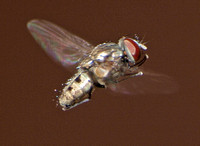 Root-maggot fly - Unidentified sp.