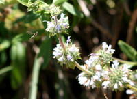 Flower  fly - Sphaerophoria sp.