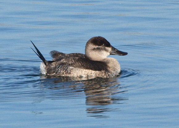 Ruddy Duck - Oxyura jamaicensis (female)