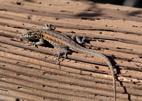 Side-blotched Lizard - Uta stansburiana/Desert Side-blotched Lizard - Uta stansburiana stejnegeri