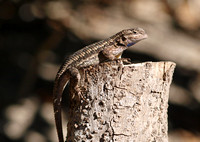 Western Fence Lizard - Sceloporus occidentalis