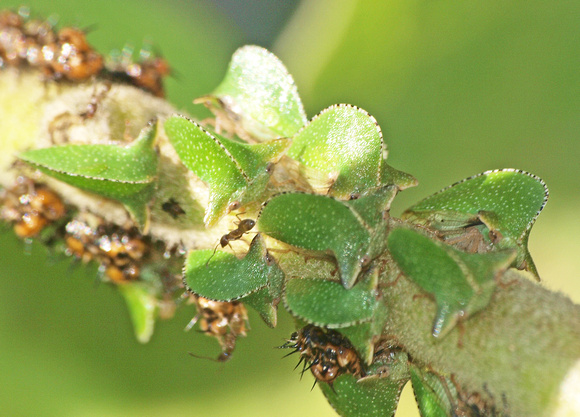 Keeled treehopper - Antianthe expansa