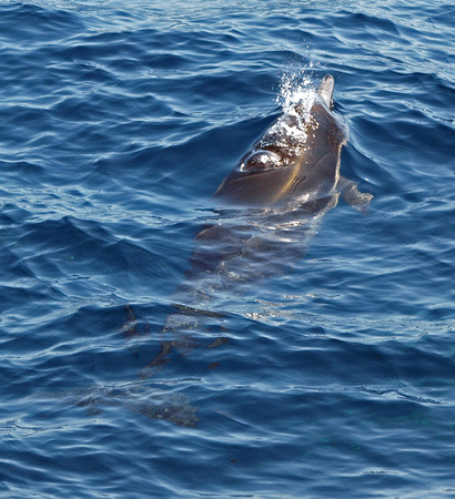 Long-beaked common dolphin - Delphinus capensis