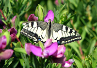 Old world swallowtail - Papilio machaon