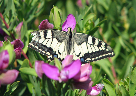 Old world swallowtail - Papilio machaon