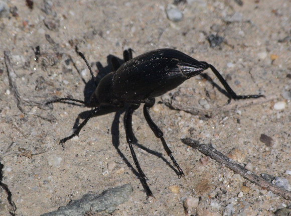 Stink beetle -Eleodes sp.