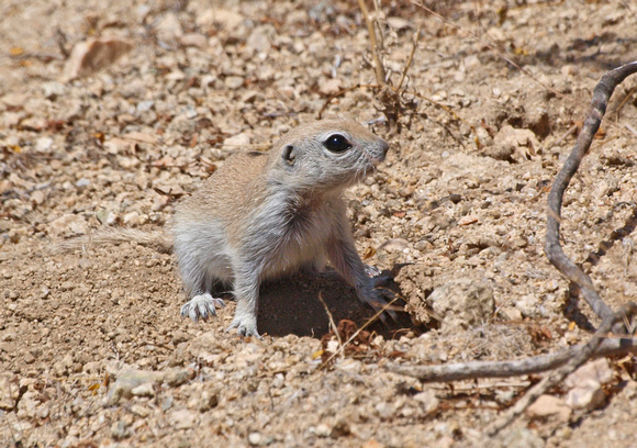 Round-tailed Ground Squirrel - Spermophilus tereticaudus