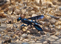 Steel-blue cricket hunter - Chlorion aerarium