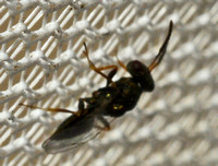 Pteromalid wasp - (Pteromalus puparum?)