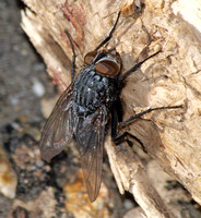 Blow fly - Calliphora sp.