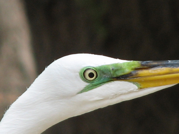 Great Egret - Ardea alba (breeding plumage)