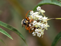 Great golden digger wasp -  Sphex ichneumoneus