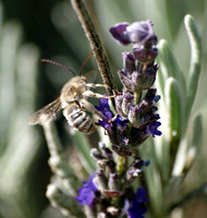 Long-horned bee 1 - Melissodes communis alopex